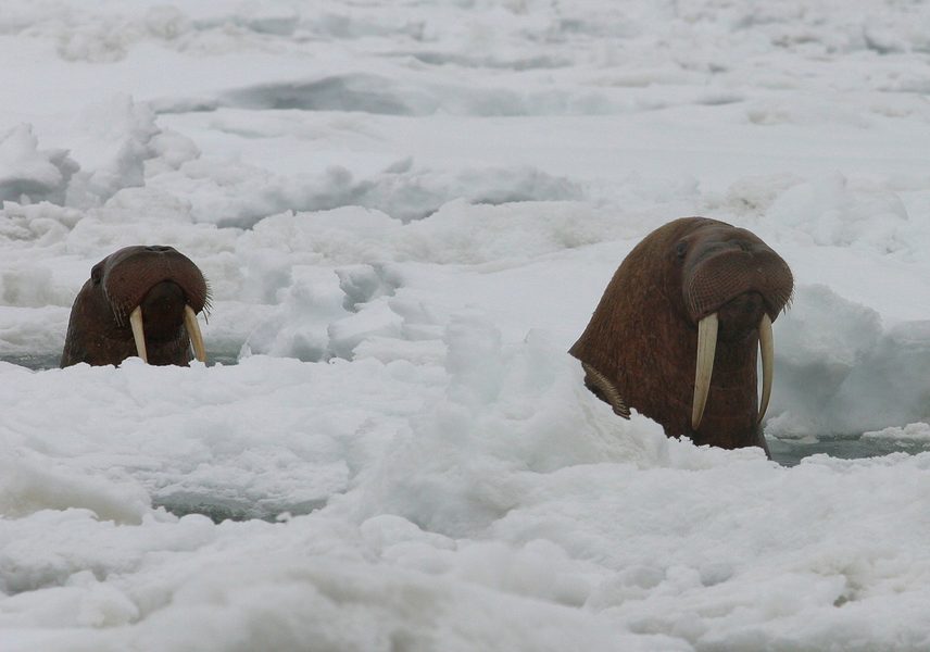 A walrus surfacing through sea ice