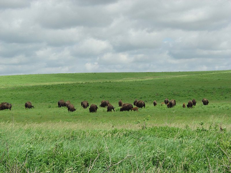 A bison herd grazing on open prairie