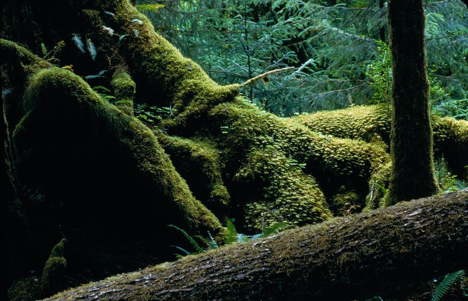 Mossy logs and trees in a temperate rain forest