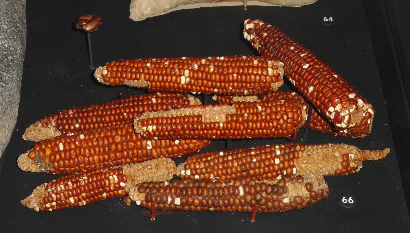 Maize cobs, 9001300 AD, Utah