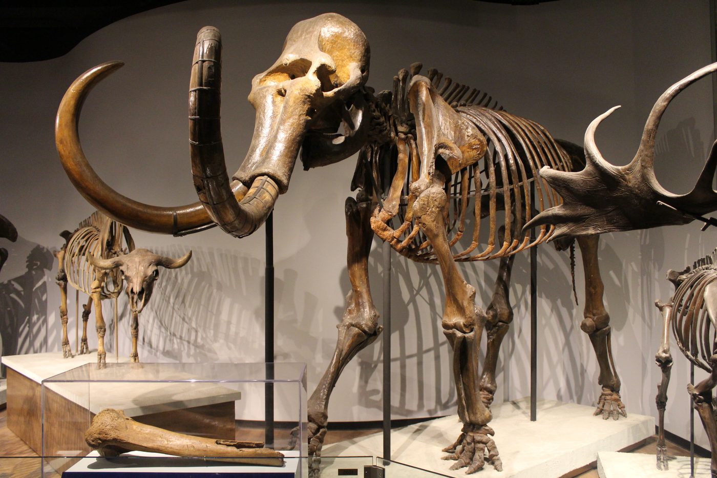 A woolly mammoth skeleton