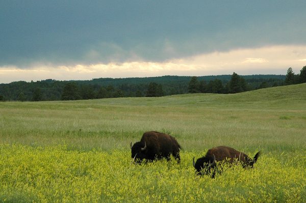 Two bison grazing in tall grass on open prairie under a wide sky