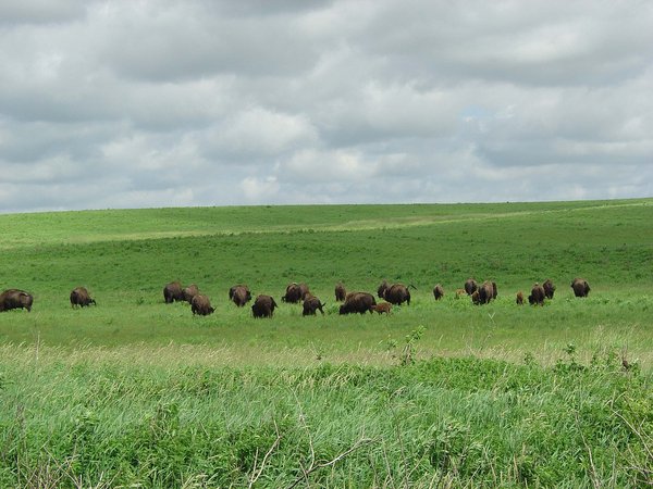 A herd of bison grazing across open prairie