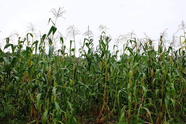 A field of tall maize plants in tassel