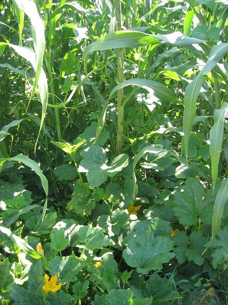 Maize stalks, bean vines and squash plants growing together in a single field