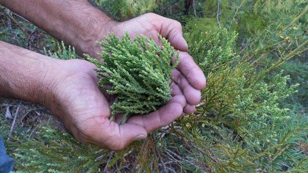 Two cupped hands holding the green foliage of a young giant sequoia